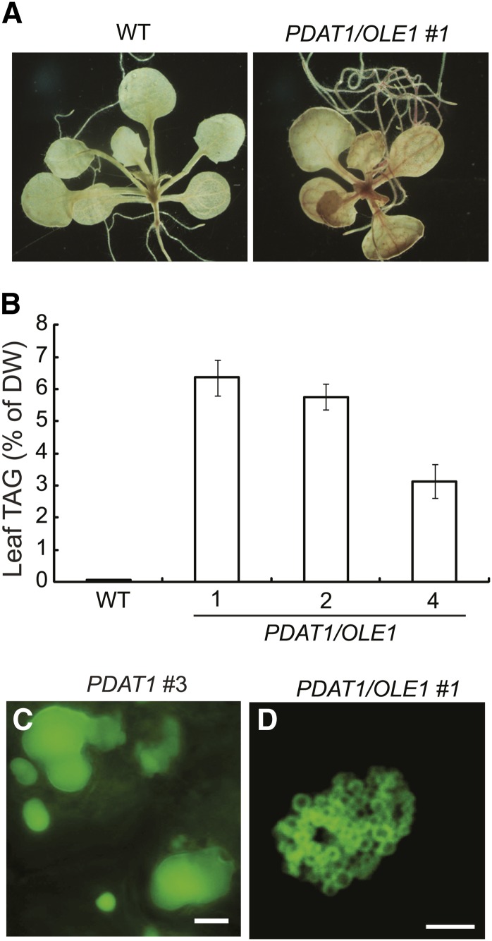 Figure 5.