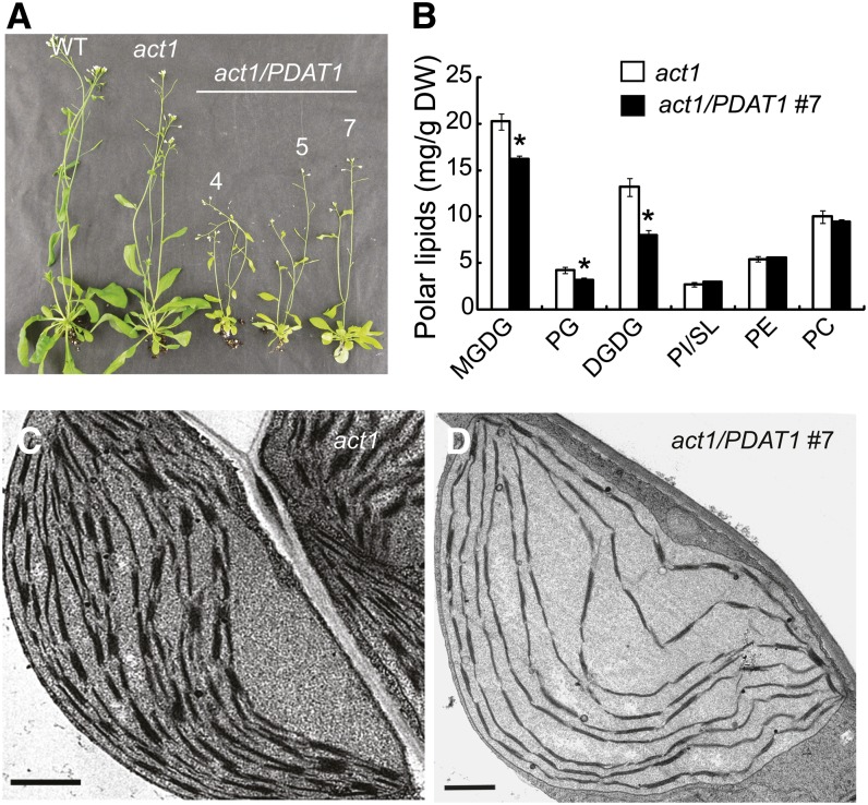 Figure 11.