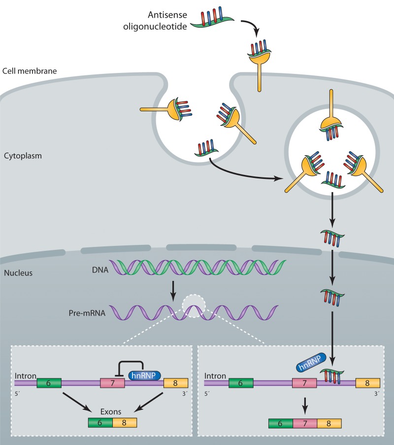 Figure 2.