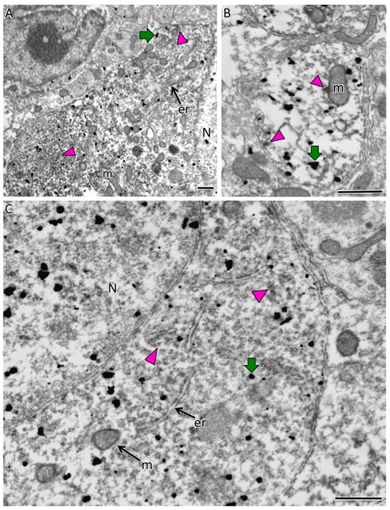 Fig. 11