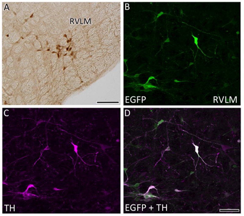 Fig. 10