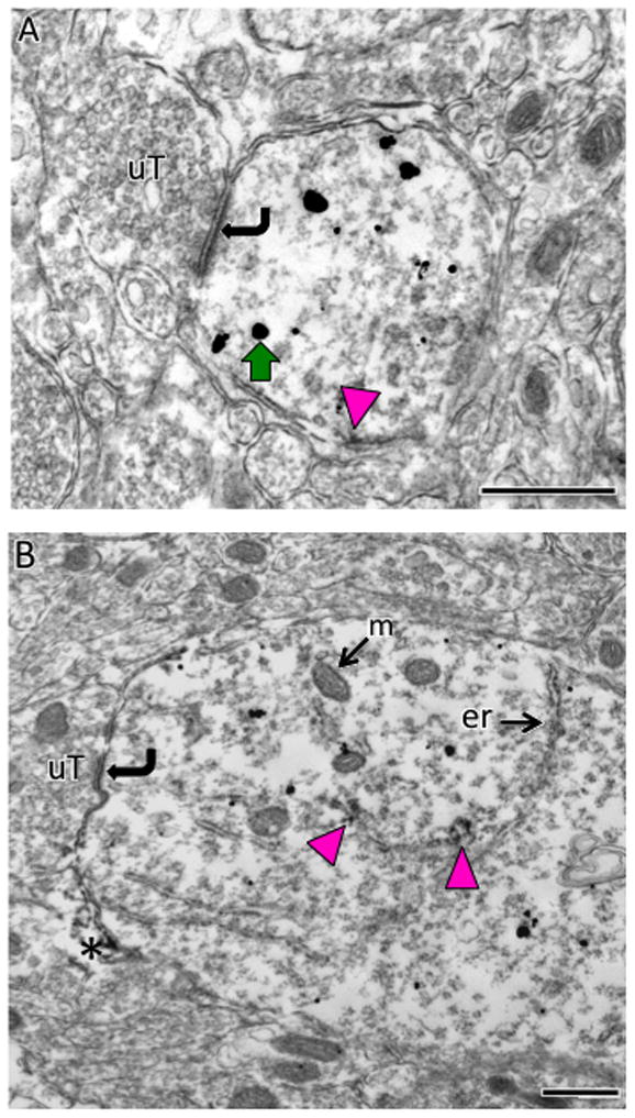 Fig. 12