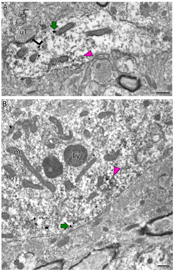 Fig. 13