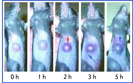 Fig. 10