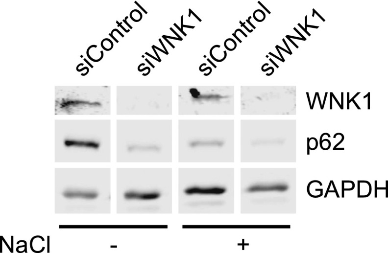 Fig. S5.