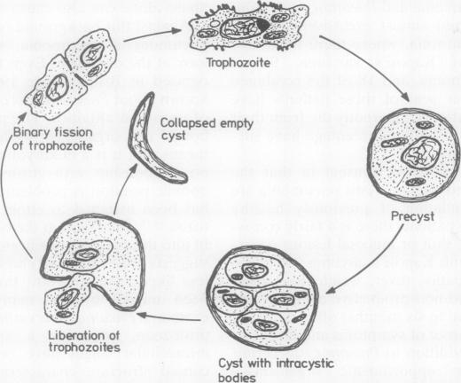 graphic file with name thorax00199-0002-a.jpg