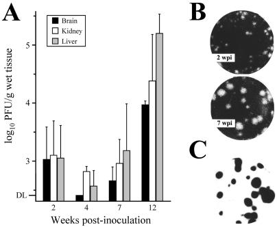 FIG. 1.