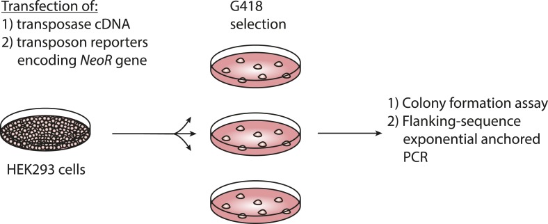 Figure 3—figure supplement 1.