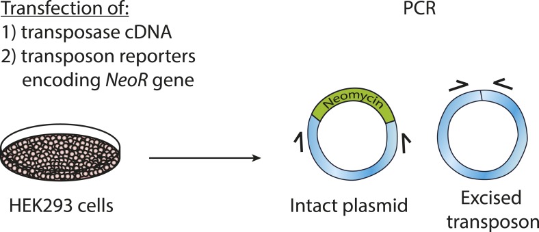 Figure 4—figure supplement 1.