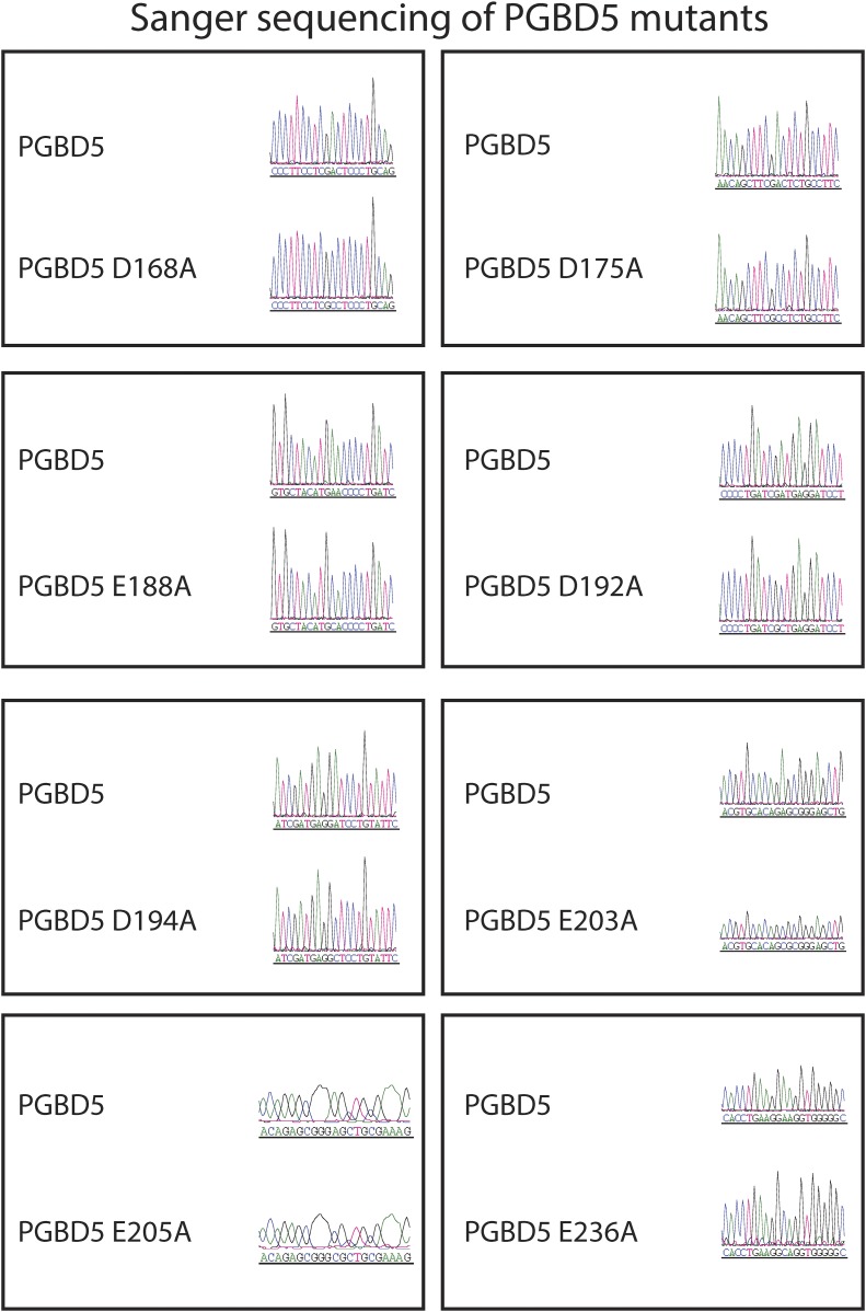 Figure 7—figure supplement 1.