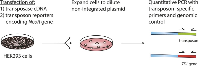 Figure 3—figure supplement 4.