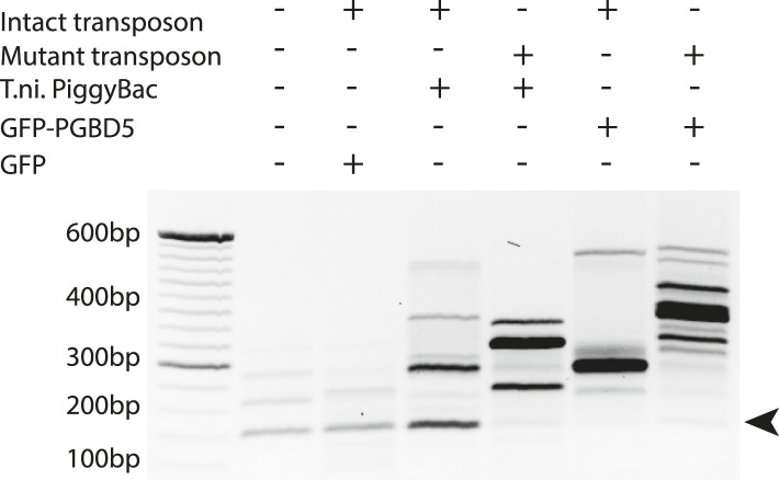 Figure 6—figure supplement 1.