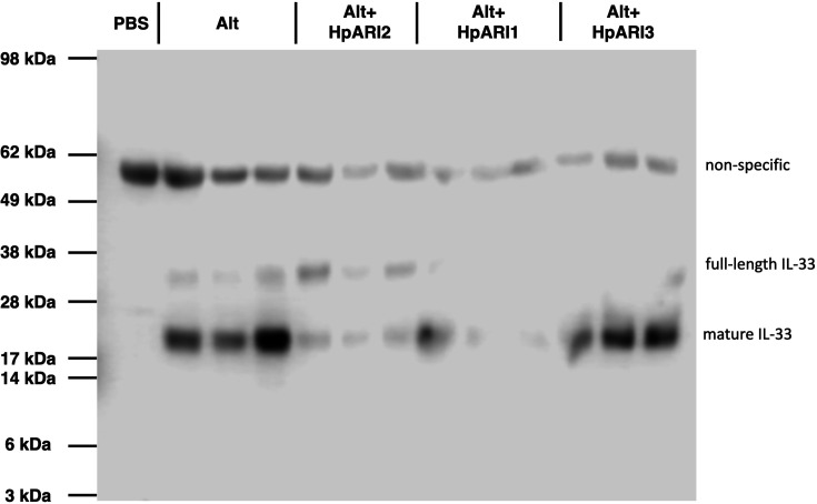 Figure 1—figure supplement 1.