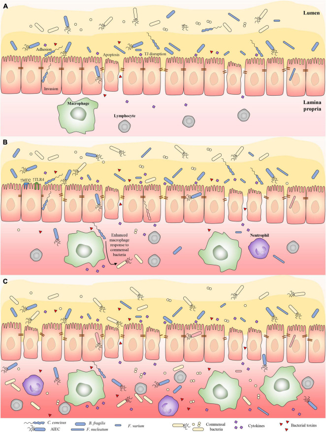 FIGURE 1