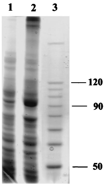 FIG. 5