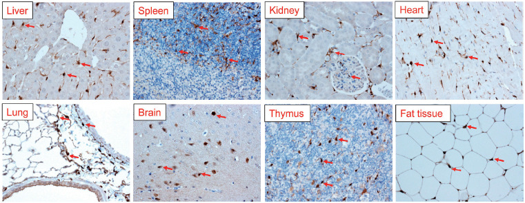 Figure 3.