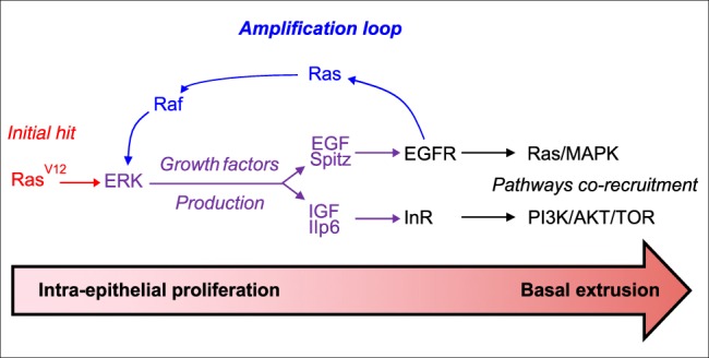 Fig. 10