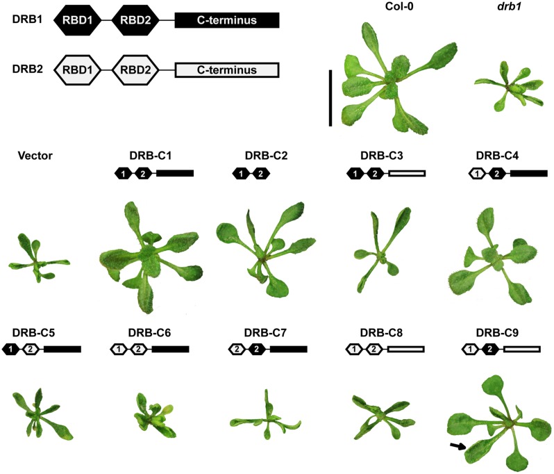 FIGURE 1