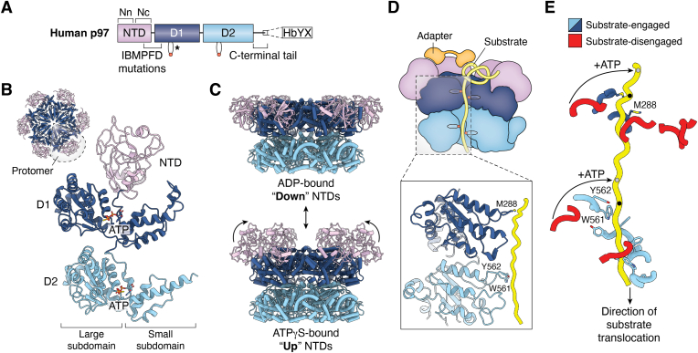 Figure 2