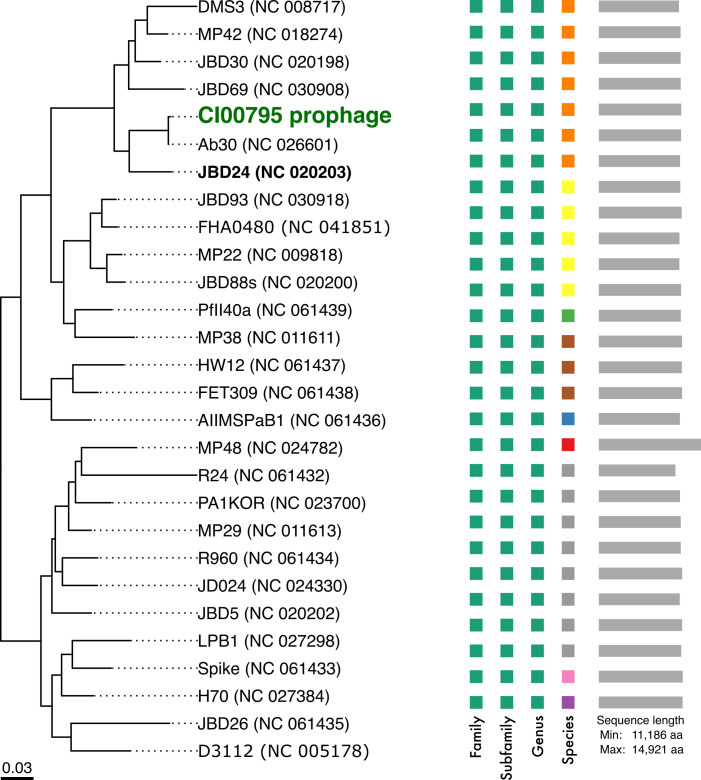 A figure presents a dendrogram depicting the phylogeny of 37-kb CI00795 prophage among twenty-seven members of the Casadabanvirus genus, accompanied by color bars representing family, subfamily, genus, species, and the sequence length.