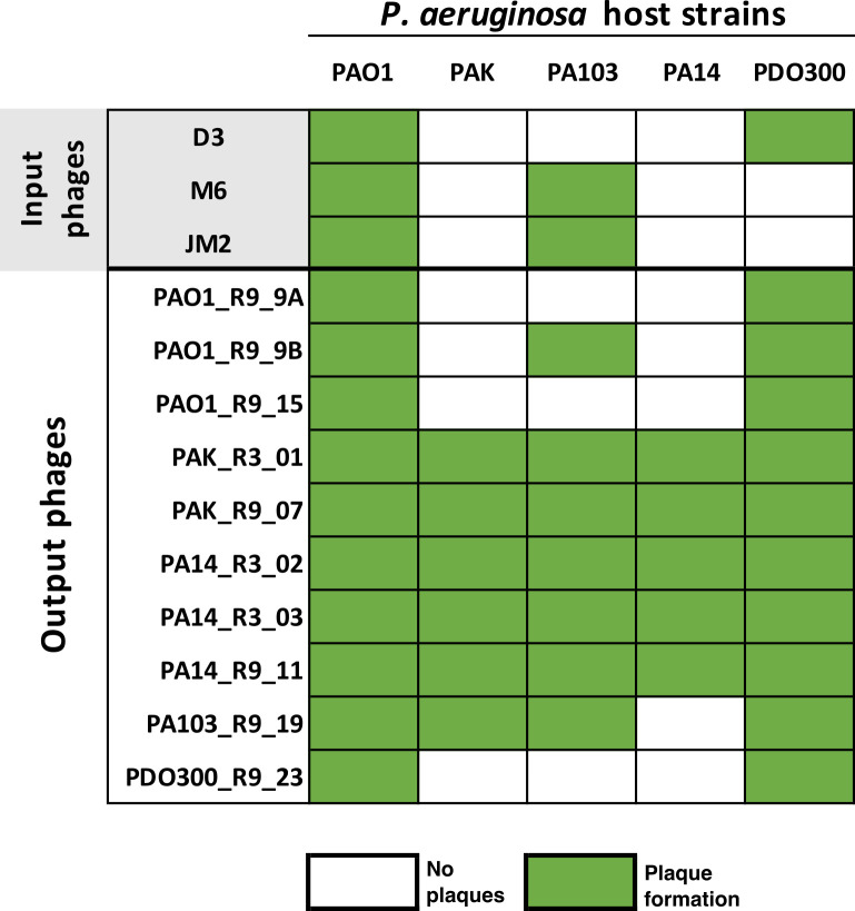 A figure shows a matrix with green and white boxes representing the host range of input and output phages against P. aeruginosa host strains. Green boxes indicate plaque formation, while white boxes indicate no plaques.