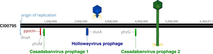 A figure shows a schematic genome map of Pseudomonas aeruginosa strain CI00795 with indiciation of the integration sites of Casadabanvirus prophages 1 and 2 at phzM and phzG, and a Hollowayvirus prophage integrated near dusA.