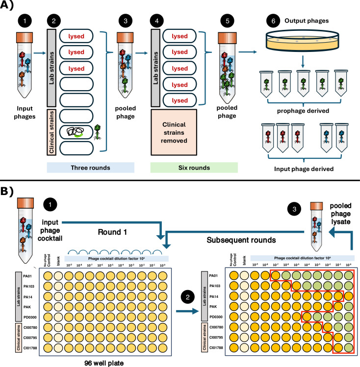 A figure depicts the experimental design using a 96-well plate with input phages and bacterial strains used, and summarizes the resulting output phages derived from either prophage or input phages.