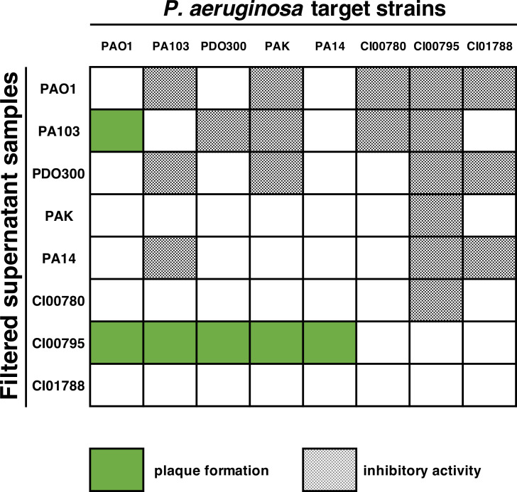 Matrix with green and gray boxes representing intraspecies inhibitory activity among Pseudomonas aeruginosa strains. Green boxes depict plague formation. Gray boxes depict inhibitory activity.