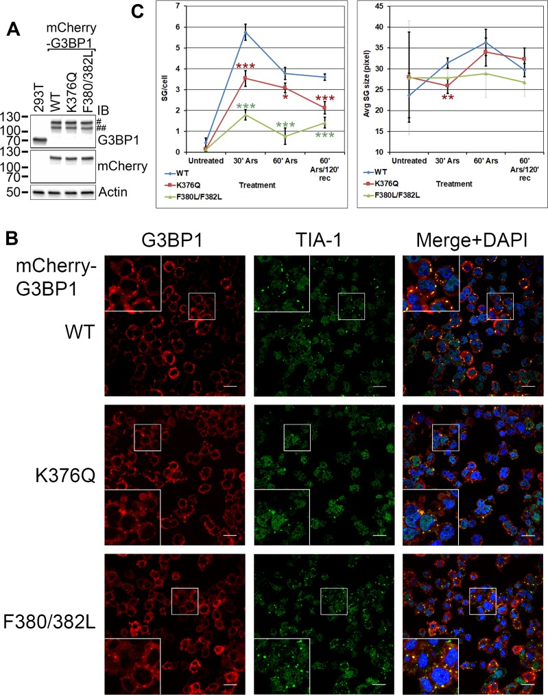 FIG 6