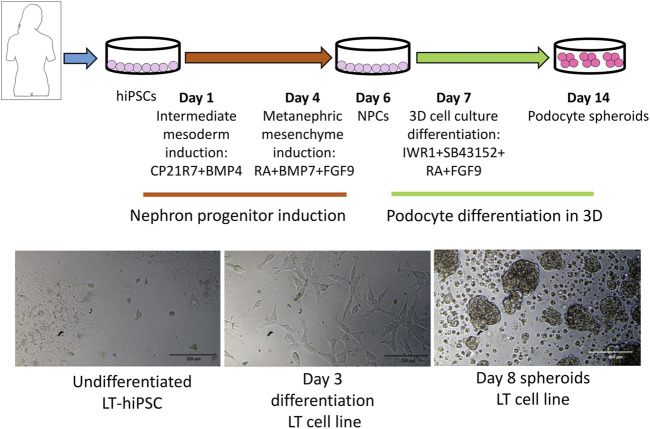 FIGURE 1