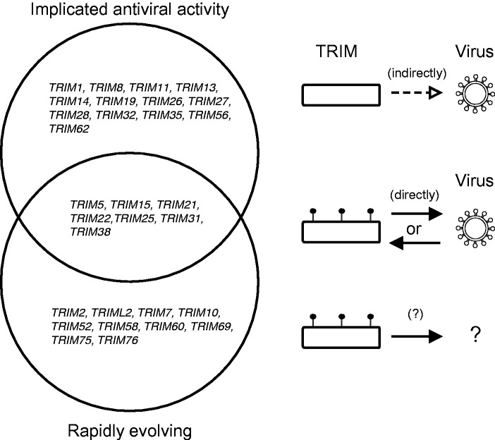 Fig. 6.—