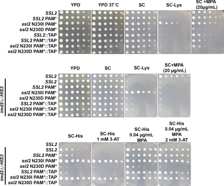 Figure 9—figure supplement 2.