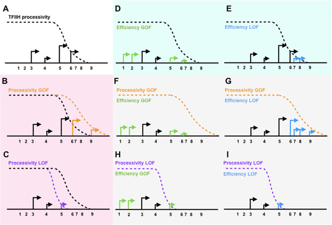 Figure 6—figure supplement 1.