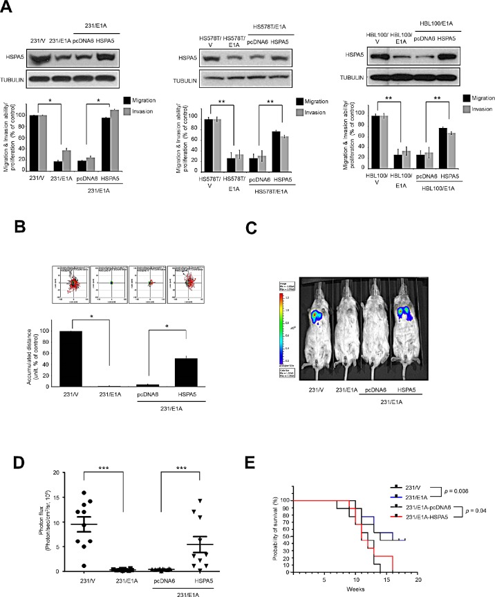 De-acetylation and degradation of HSPA5 is critical for E1A metastasis ...