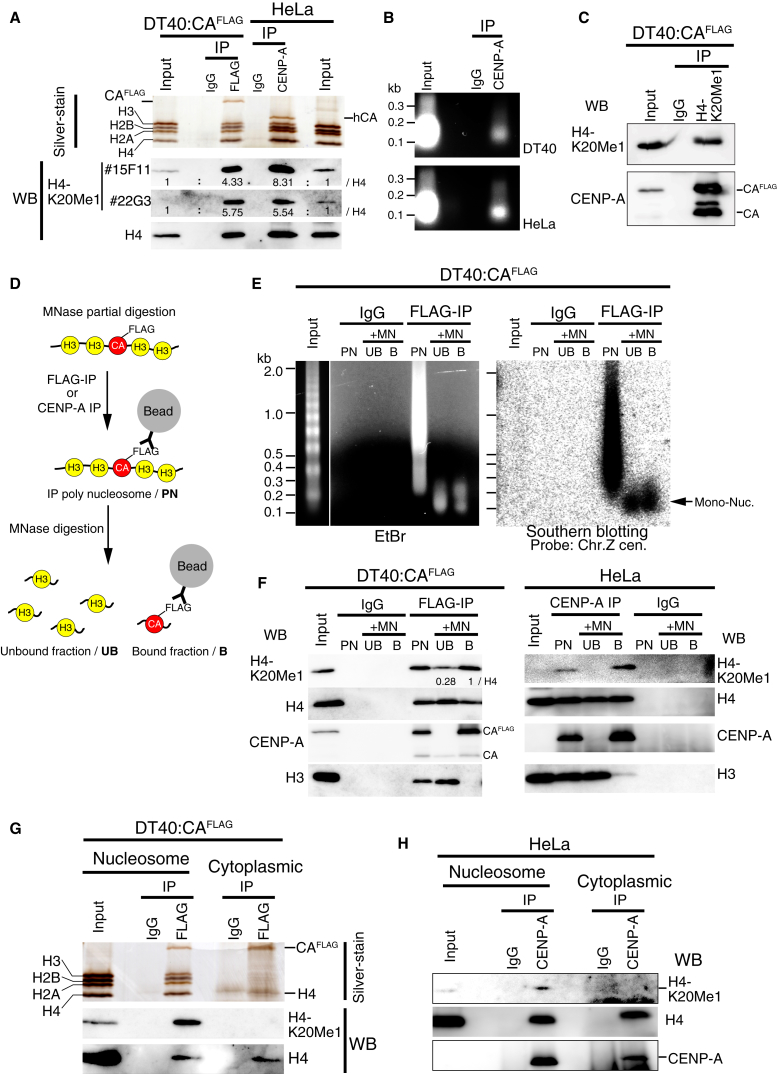 Figure 3