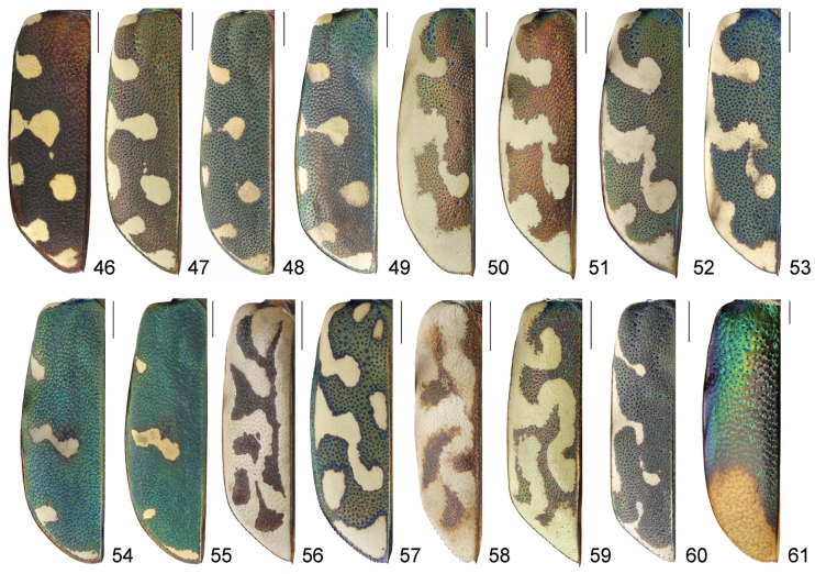 Figures 46–61.