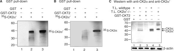 Figure 6.