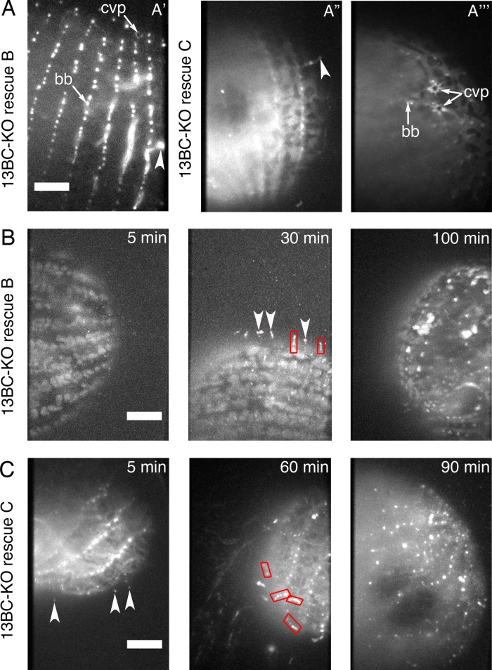 FIGURE 3: