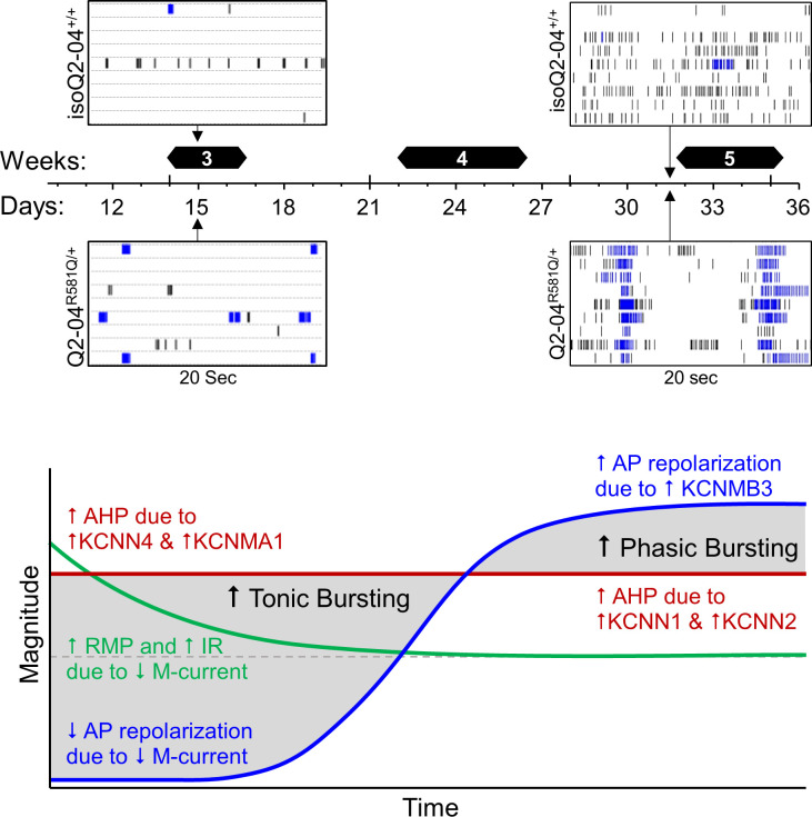 Figure 6—figure supplement 4.