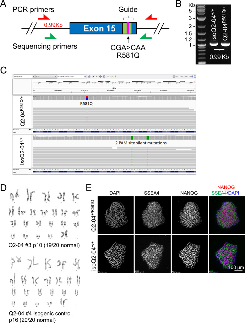 Figure 1—figure supplement 2.