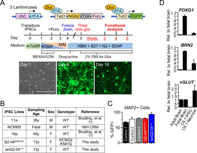 Figure 1—figure supplement 4.