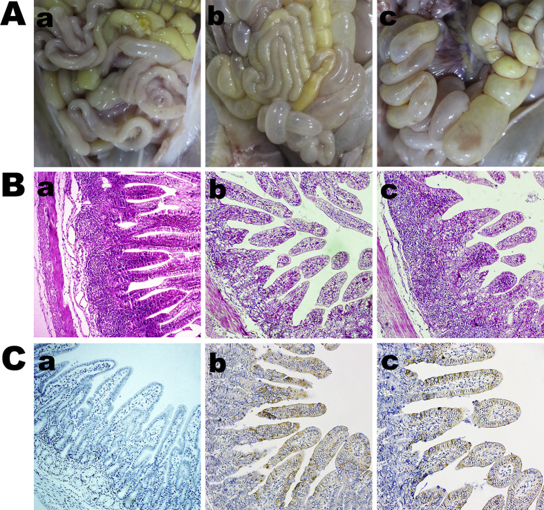 Fig. 8