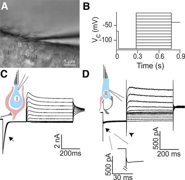 Fig. 1.