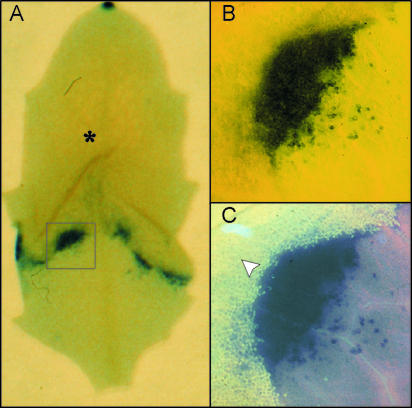 Figure 2.