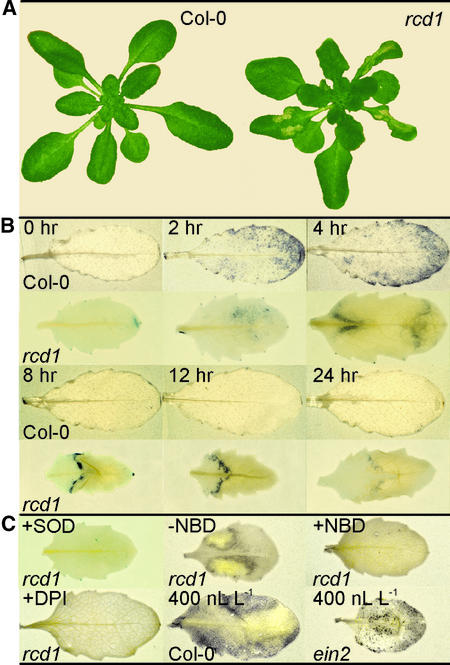 Figure 1.