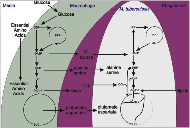 Figure 7