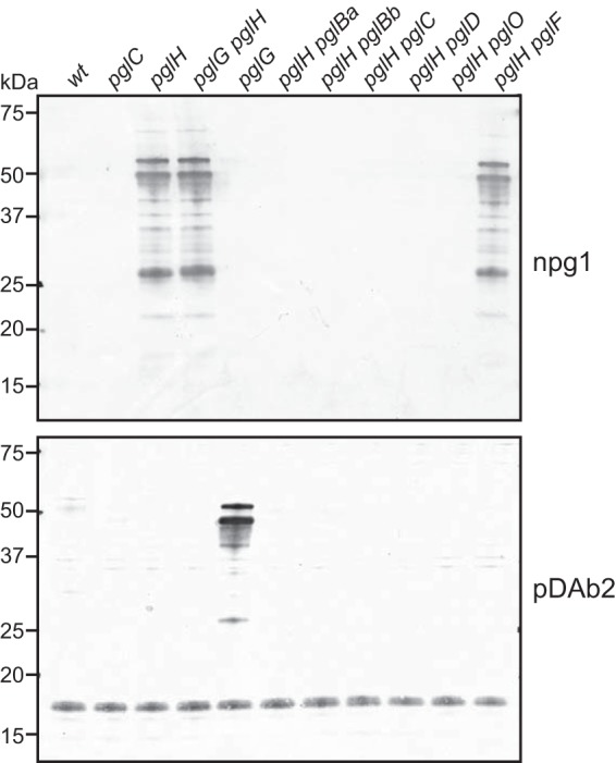 FIG 2