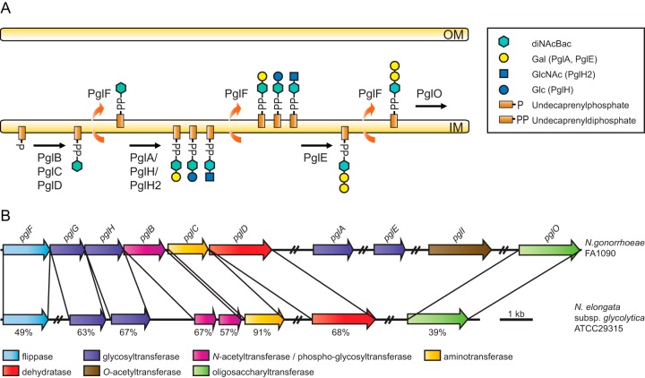 FIG 1