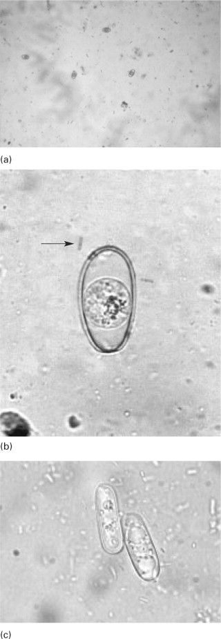 Figure 6.2