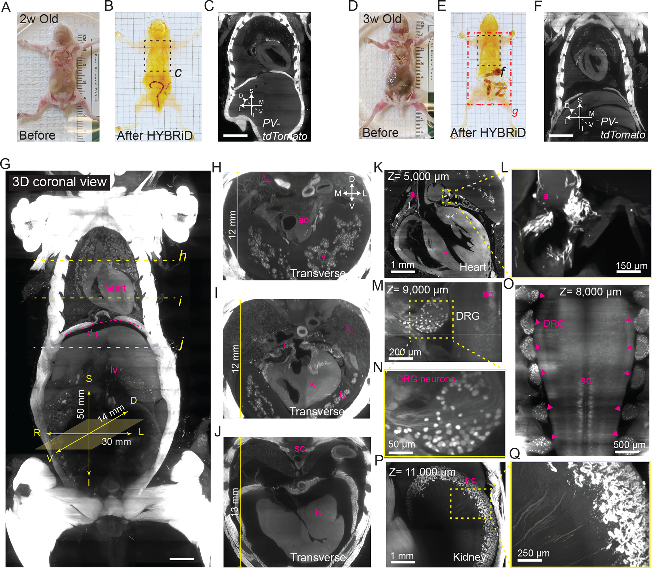 Fig. 4: